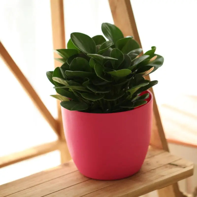 Self-Watering Indoor Planter Pots with Water Level Indicators
